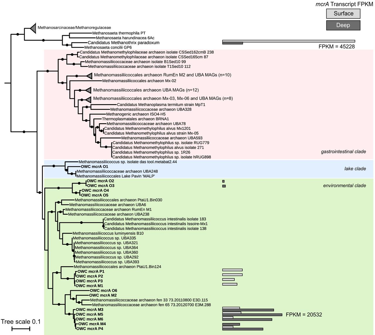 phylogeny and mcra gene expression